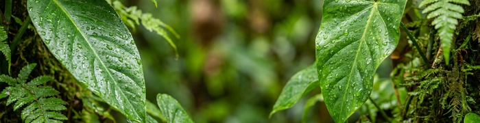 PLAN REGIONAL DE COMPETITIVIDAD Y PRODUCTIVIDAD DE AMAZONAS